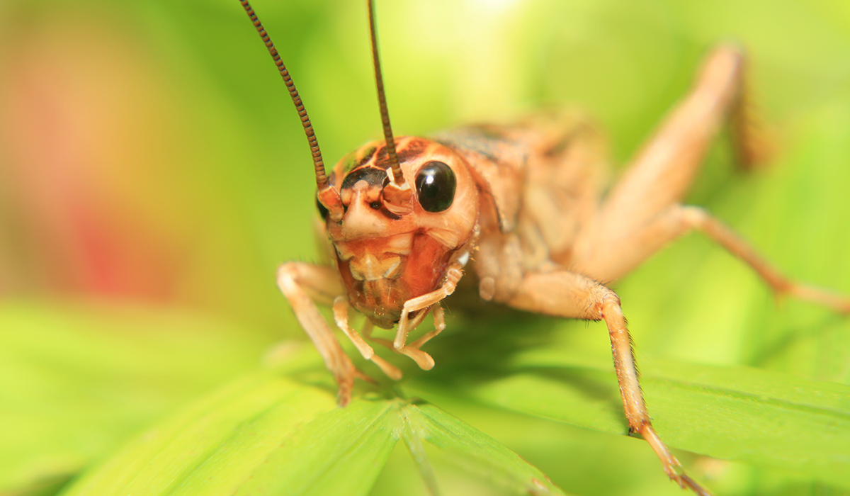 Close up of a cricket on a green leaf
