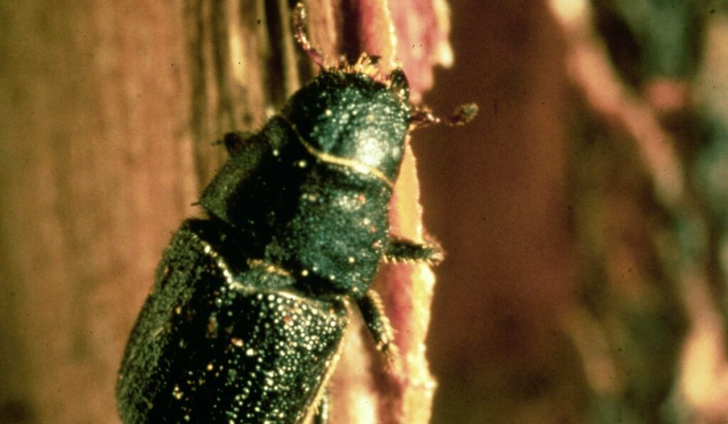 Mountain pine beetle - credit:Ron Long, Simon Fraser University, Bugwood.org