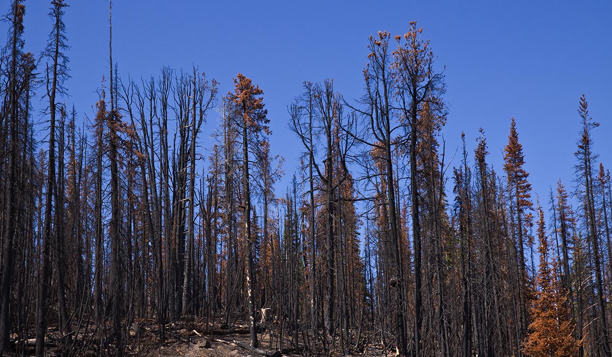 A large group of trees damanged by fire and mountain pine beetles