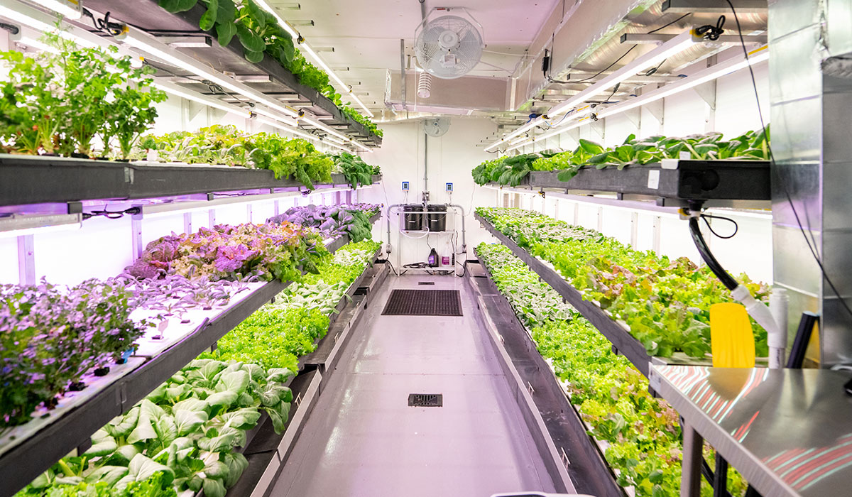 Vegetation grown in a modular farm to address food access issues