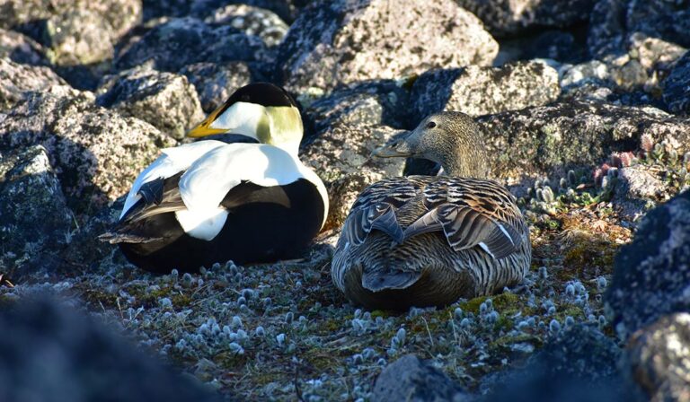Two ducks sitting on rocks.