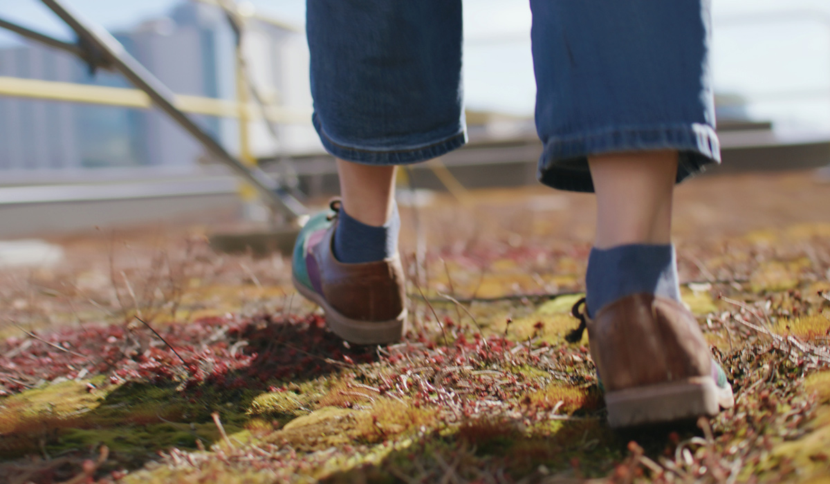 A behind view of a pair of feet wearing shoes walking on foliage.